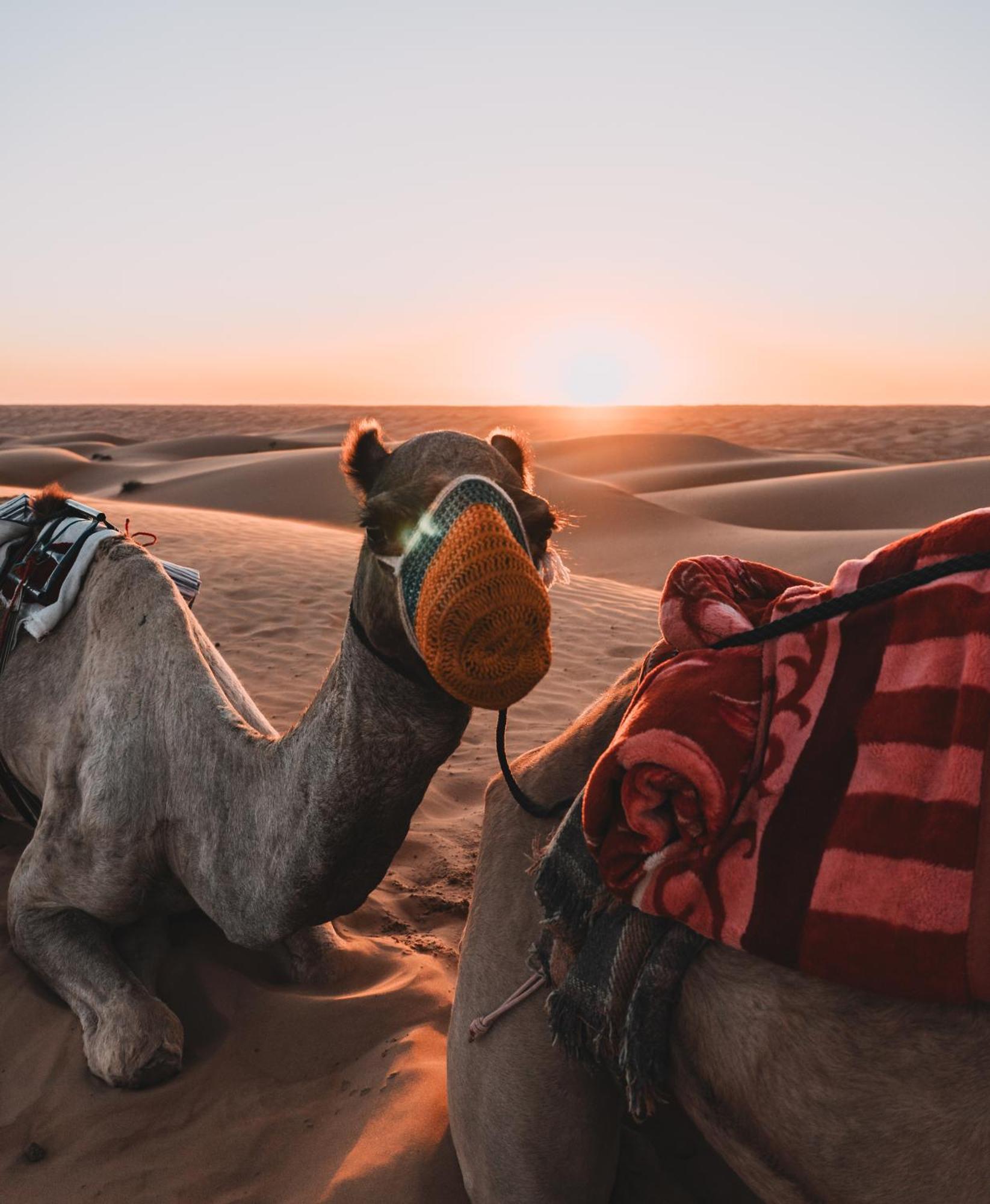 Hamood Desert Private Camp Al Wāşil Exteriör bild