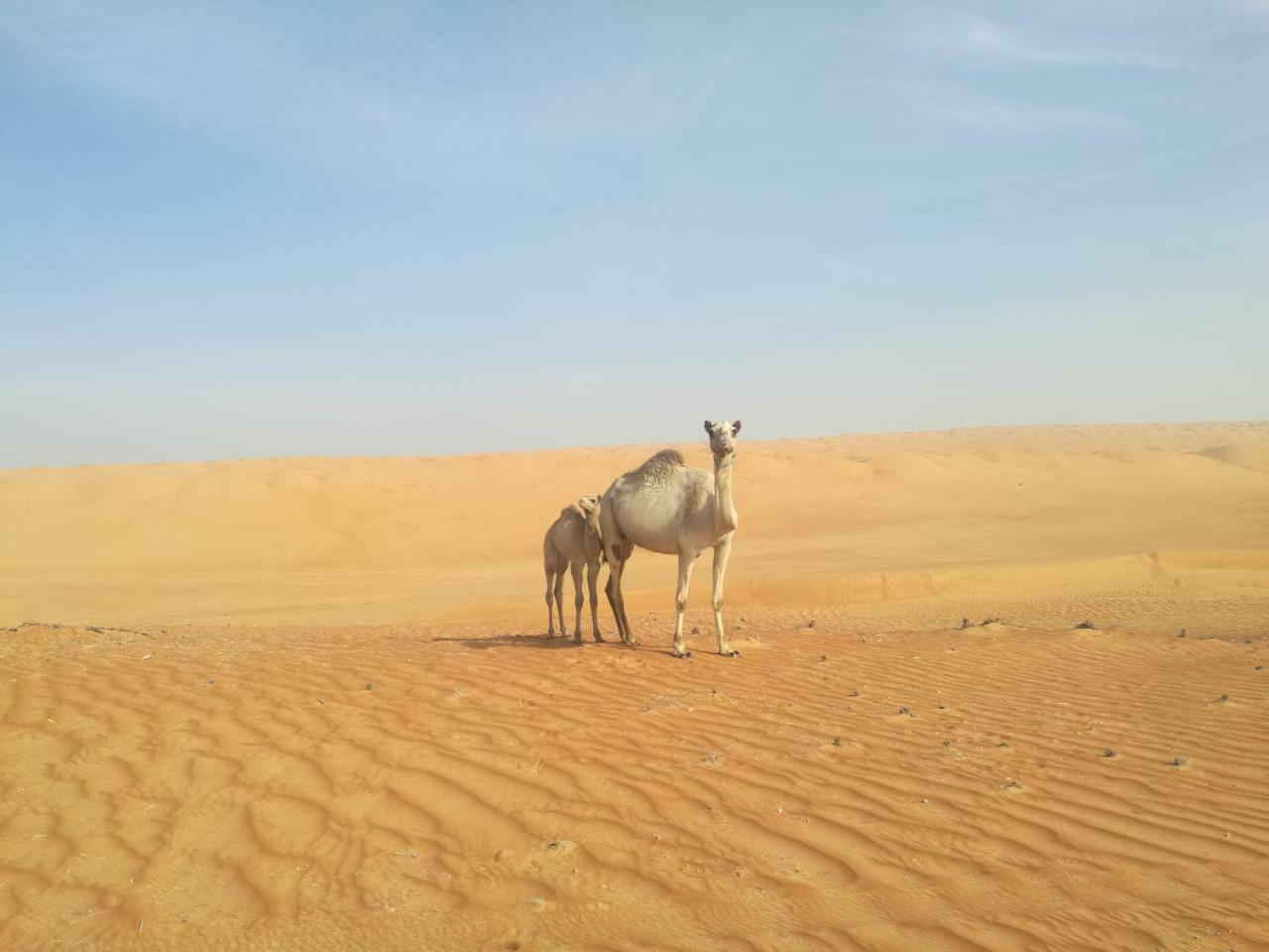 Hamood Desert Private Camp Al Wāşil Exteriör bild